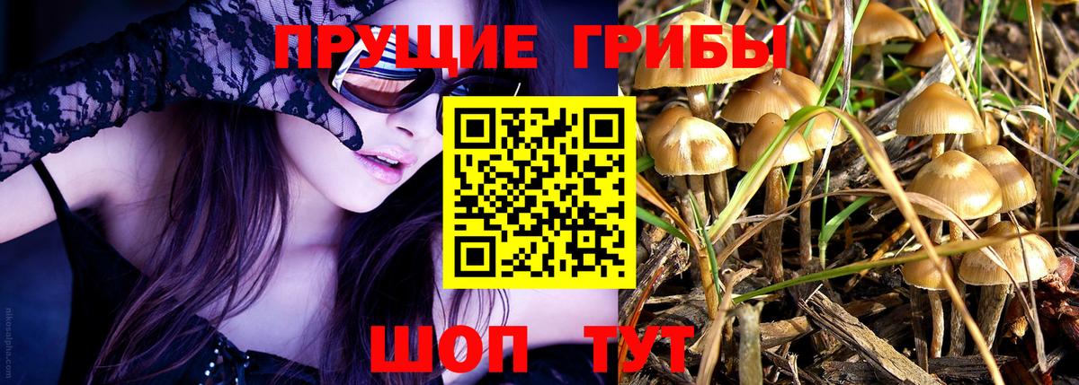 Псилоцибиновые грибы Psilocybe Орёл